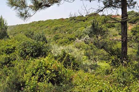 Fonte da Areia